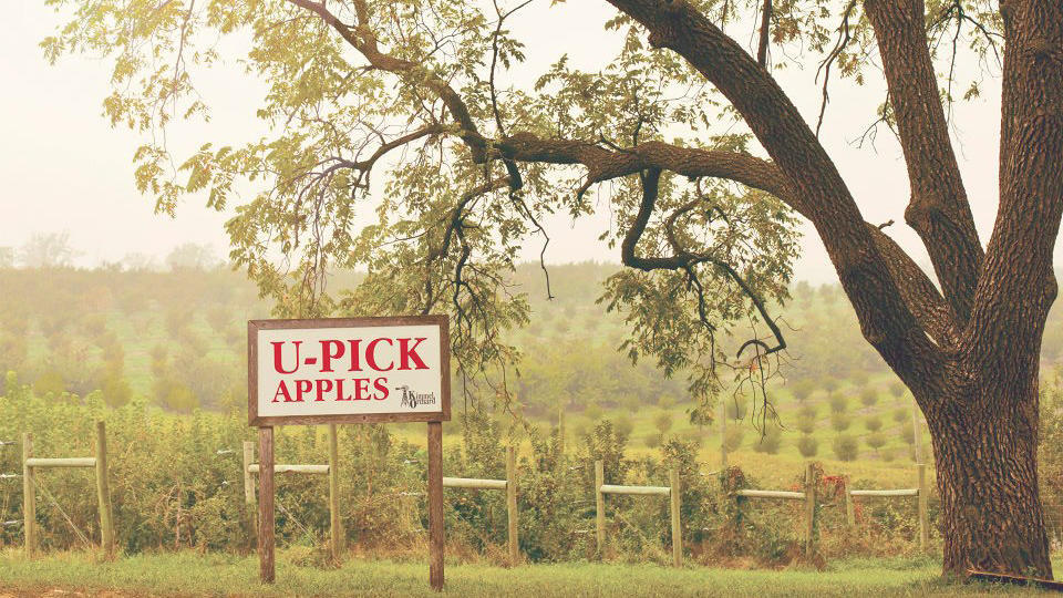 Get a Taste of History at These Six Historic Orchards | National